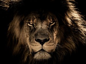 Article : CAN 2019 : Les lions blessés, comme indomptables