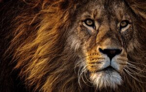 Article : Brésil – Sénégal : ce qu’il faut retenir de la victoire des Lions